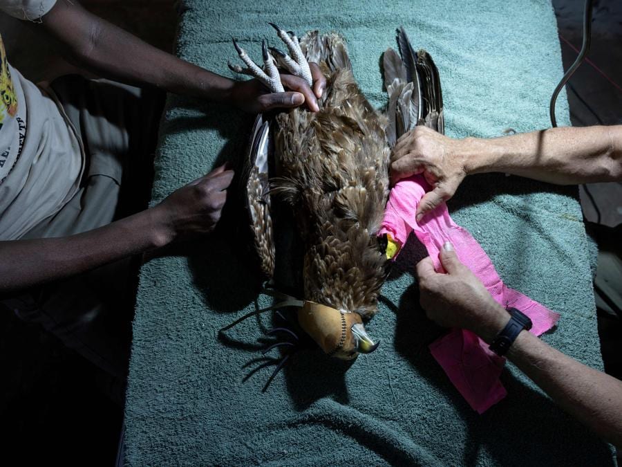 Un’aquila Bateleur che è stata sottoposta a un intervento chirurgico per un’ala rotta viene fasciata al Soysambu Raptor Center, in Kenya, uno dei centri veterinari del Kenya Bird of Prey Trust. Il santuario nella riserva di Soysambu è uno dei pochi luoghi in cui i rapaci sono al sicuro. Nel continente la popolazione dei rapaci è diminuita del 90% negli ultimi 40 anni, principalmente perché costretti a mangiare carni avvelenate dagli allevatori, che così si proteggono dai leoni, e per la deforestazione. (foto Tony Karumba/AFP)