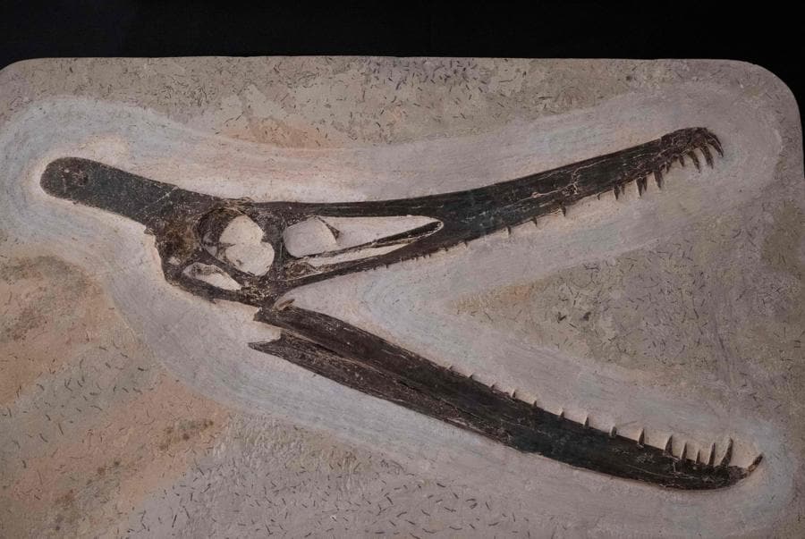 Un cranio fossilizzato di uno pterossauro viene esposto durante la presentazione di una nuova donazione di fossili che saranno aggiunti alla collezione permanente del Palazzo Sao Cristovao a Rio de Janeiro, Brasile. E’ una delle donazioni che il museo ha ricevuto da quando la sua collezione storica è andata quasi completamente distrutta in un incendio che ha colpito l’edificio nel 2018. (foto Pablo Porciuncula/AFP)