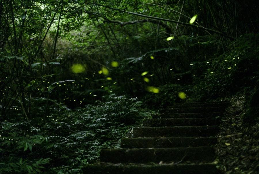 Una foto a lunga esposizione mostra uno sciame di lucciole sul Longgang Trail a Keelung, Taiwan. La stagione delle lucciole qui inizia solitamente a fine aprile e dura fino all’inizio di maggio. (foto I-Hwa Cheng/AFP)