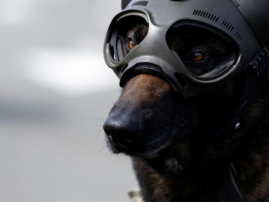 Un cane poliziotto del Gruppo nazionale di intervento della Gendarmerie francese (Gign) durante un’esercitazione in vista dei prossimi Giochi Olimpici di Parigi 2024, in Francia. (foto REUTERS/Christian Hartman)
