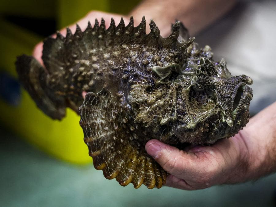 Un pesce pietra, il pesce più velenoso del mondo, nelle mani di Jamie Seymour, professore associato e tossicologo della James Cook University nella città di Cairns nel Queensland, in Australia. (foto David Gray / AFP) 