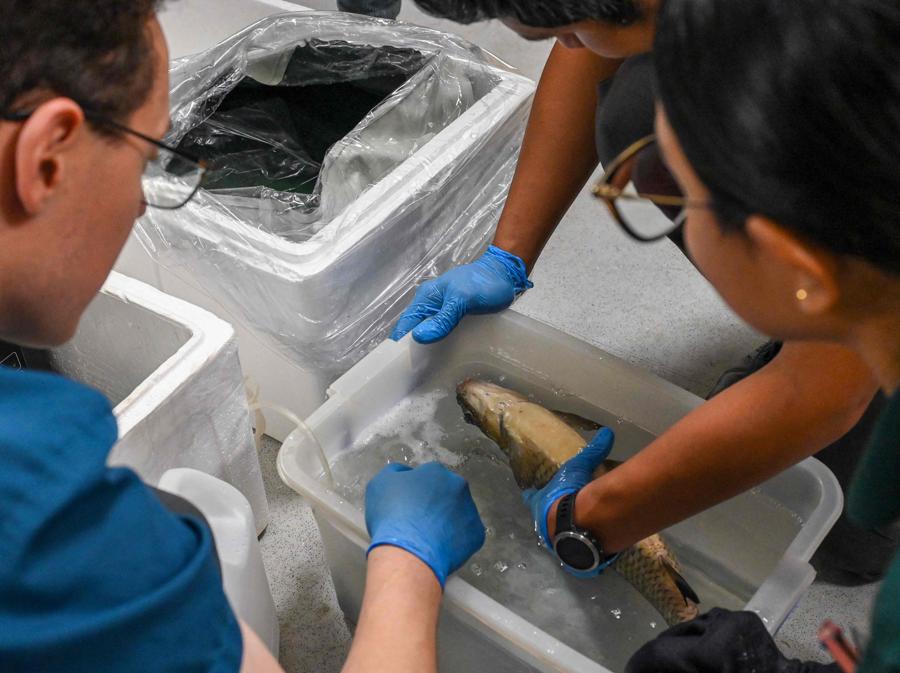 I veterinari del Mandai Wildlife Group di Singapore trasferiscono uno squaletto bala (Balantiocheilos melanopterus) d’acqua dolce in una macchina per la scansione TC, per controllare i danni ai tessuti molli. (foto Roslan Rahman / AFP)