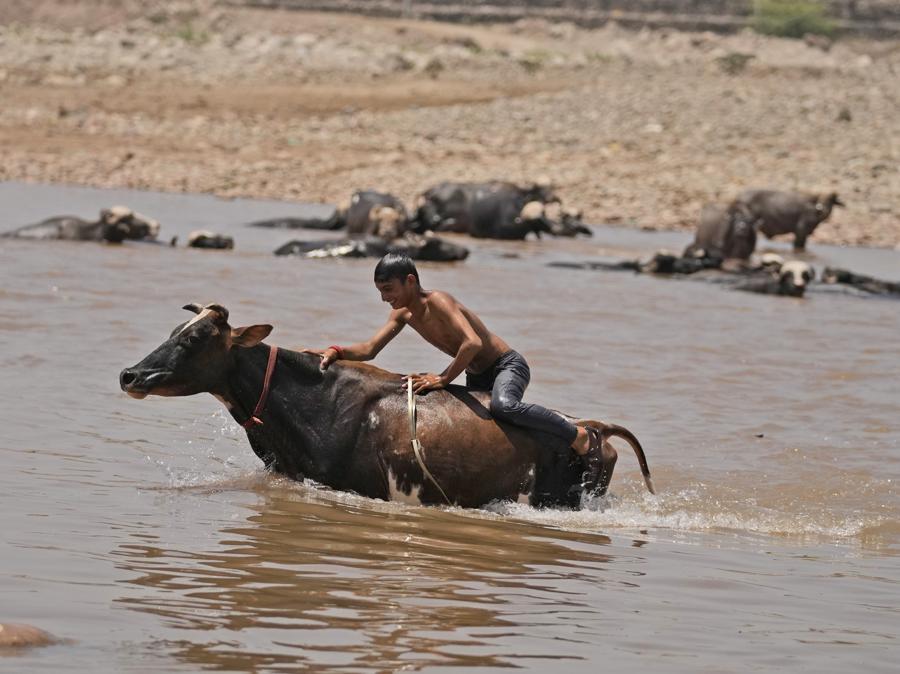 Un uomo bagna il suo bestiame nel fiume Tawi in una calda giornata estiva a Jammu, in India. (AP Photo/Channi Anand)