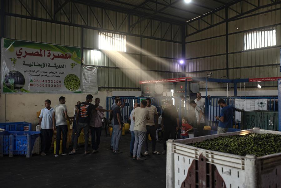 Palestinesi estraggono olio da olive fresche in un frantoio a Khan Yunis, nel sud della Striscia di Gaza, 26 settembre 2024. L’Ufficio dell’Alto Commissario delle Nazioni Unite per i diritti umani (OHCHR) il 25 settembre ha chiesto la protezione degli agricoltori palestinesi e il loro diritto alla sicurezza accedere alla loro terra mentre si avvicina la raccolta delle olive in Cisgiordania. La stagione del raccolto 2023, avvenuta all’indomani del 7 ottobre 2023, è stata influenzata dalle intensificate restrizioni israeliane e dal forte aumento della violenza dei coloni, che ha portato alla distruzione dei mezzi di sussistenza.  (EPA)