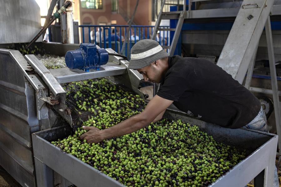 Palestinesi estraggono olio da olive fresche in un frantoio a Khan Yunis, nel sud della Striscia di Gaza, 26 settembre 2024. L’Ufficio dell’Alto Commissario delle Nazioni Unite per i diritti umani (OHCHR) il 25 settembre ha chiesto la protezione degli agricoltori palestinesi e il loro diritto alla sicurezza accedere alla loro terra mentre si avvicina la raccolta delle olive in Cisgiordania. La stagione del raccolto 2023, avvenuta all’indomani del 7 ottobre 2023, è stata influenzata dalle intensificate restrizioni israeliane e dal forte aumento della violenza dei coloni, che ha portato alla distruzione dei mezzi di sussistenza. (EPA)