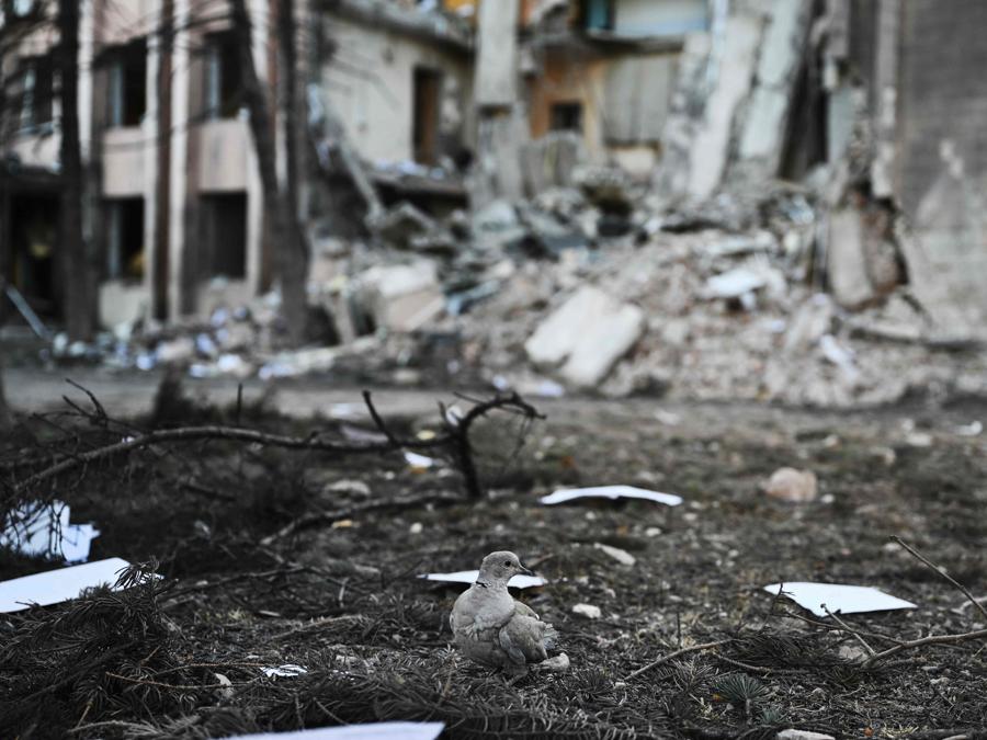 Una colomba con le piume bruciate accanto a un edificio amministrativo gravemente danneggiato a seguito di un attacco russo notturno nella città di Dobropillia, nella regione di Donetsk. (Photo by Genya SAVILOV / AFP)