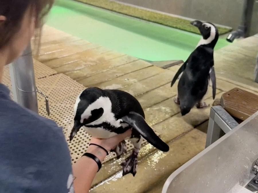 Un pinguino viene trasferito su un terreno più elevato al Florida Aquarium prima dell’uragano Milton, a Tampa. (Florida Aquarium/TMX/Handout via REUTERS)