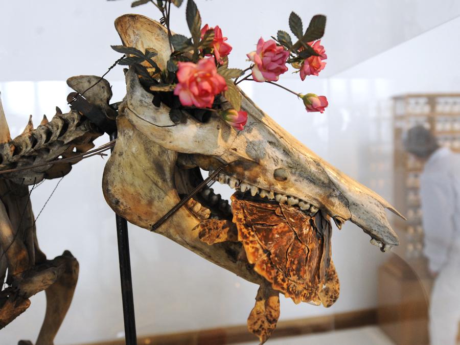Un’opera di Daniel Spoerri, Museo di storia naturale di Vienna o NHMW. (Photo by Robert Jaeger / Apa-PictureDesk / Apa-PictureDesk via AFP)