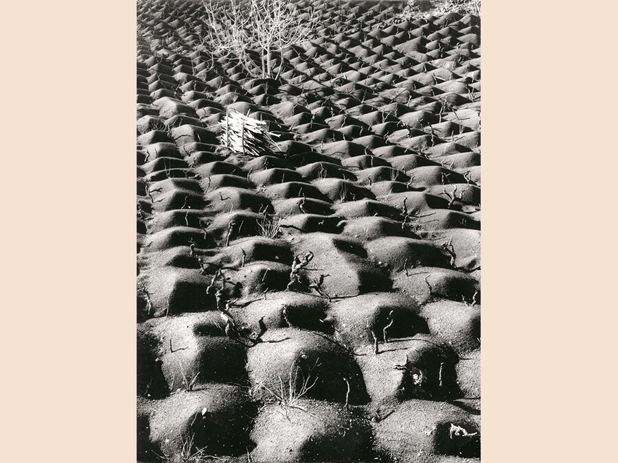 Fulvio Roiter Coltivazione vite, Etna, 1953 ©Archivio Storico Circolo Fotografico La Gondola Venezia