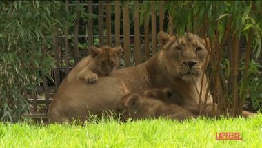 Germania, tre cuccioli di leone allo zoo di Colonia - Il Sole 24 ORE