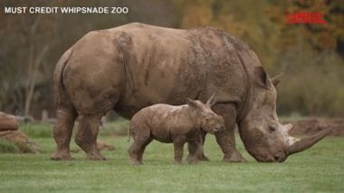 Regno Unito, il cucciolo di rinoceronte bianco muove i primi passi all'aperto nello zoo - Il Sole 24 ORE