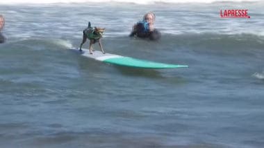 10th Dog Surfing Championship in Pacifica: Dogs Hit the Waves