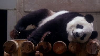 Fioccano i turisti allo zoo di Tokyo, panda Shin Shin è incinta ...