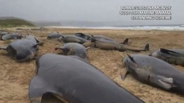 Più di 50 balene pilota spiaggiate su un'isola della Scozia - Il ...