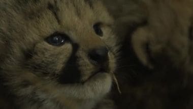 Lo zoo di Montpellier festeggia la nascita di tre baby ghepardo ...