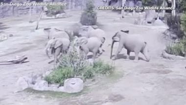 Sisma in California, la reazione degli elefanti allo Zoo di San ...