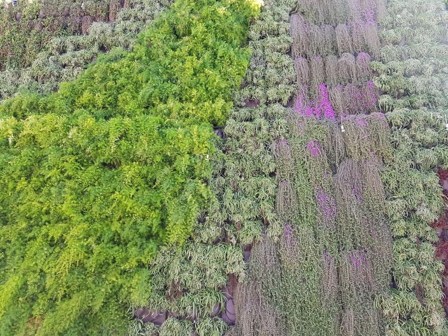 A Catania, il progettista Alfio Sciacca ha trasformato una facciata di un condominio di 12 unità abitative con l'inserimento di una parete verde per migliorare anche le prestazioni acustiche e termiche dell'involucro. Il sistema scelto è il Wall Green. L'intervento è stato realizzato dall'azienda Planeta. Il costo complessivo dell'intervento (comprensivo di impianto di irrigazione, fertiirrigazione e illuminazione) è di 42mila euro