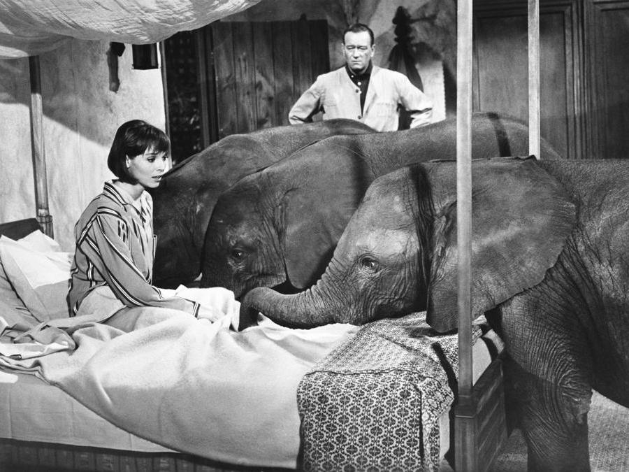 HATARI! con Elsa Martinelli, John Wayne, 1962. (Contrasto)