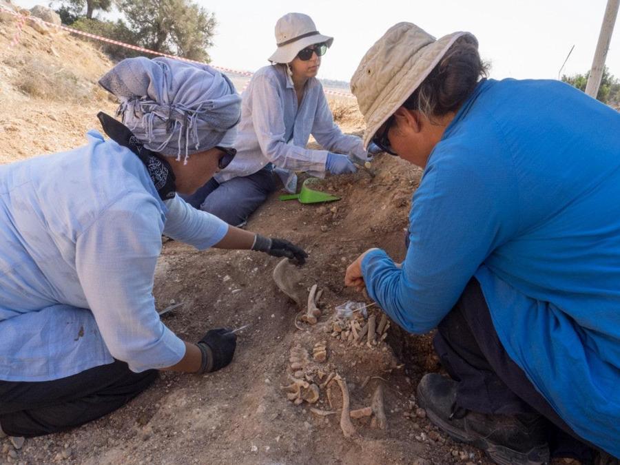 Uno scavo archeologico, in una foto diffusa il 26 gennaio 2019. Ripartono nell'Isola, dopo dieci anni, gli scavi archeologici e i loro restauri. La Regione Siciliana ha finanziato, infatti, otto cantieri nelle province di Palermo, Catania, Agrigento, Trapani, Enna, Ragusa e Messina, per un totale di 500mila euro. Tutti i lavori - scavi, consolidamento, messa in sicurezza, restauro e creazione di percorsi di visita - prenderanno il via tra qualche settimana, quando le condizioni meteorologiche consentiranno l'avvio delle operazioni. Le attività riguarderanno, soprattutto, quelle zone della Sicilia che fino a ora hanno ricevuto meno attenzioni, sia in termini di finanziamento per la ricerca, sia per l'inclusione nei grandi circuiti. ANSA/ UFFICIO STAMPA REGIONE SICILIA