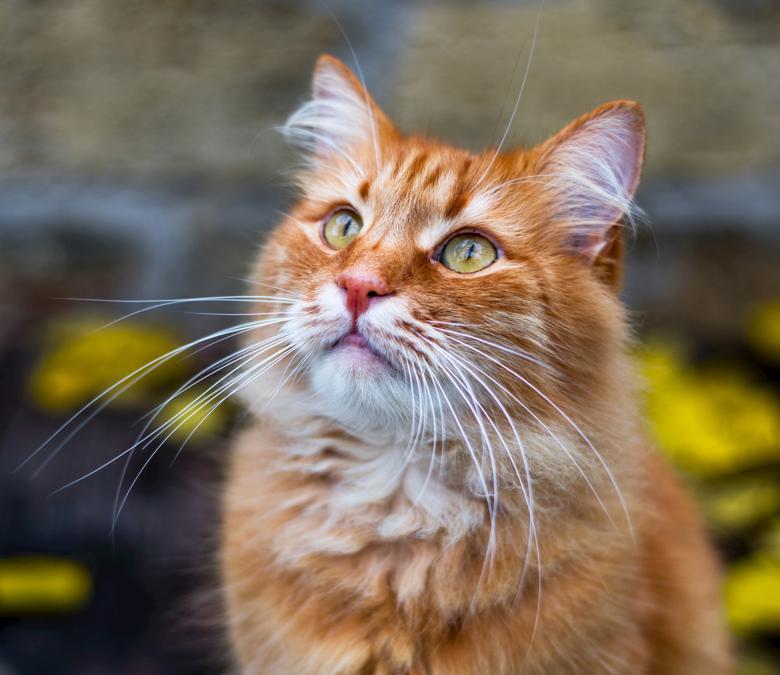 Gatti famosi su Instagram: da Choupette a Maru