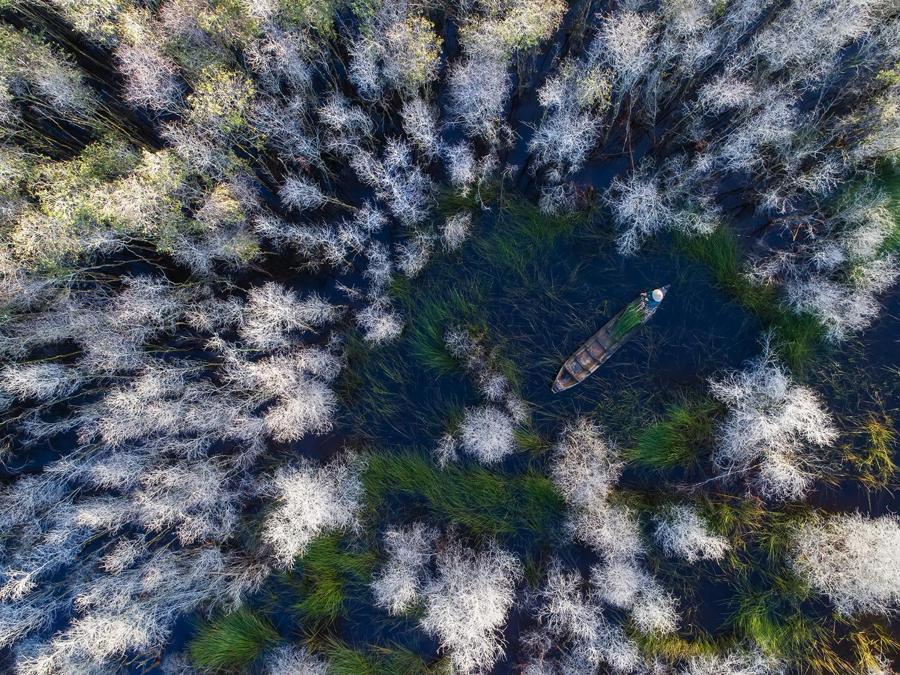 Image Name: In the melaleuca forest. Photographer Name: Trung Pham Huy. Year: 2018. Copyright: © Trung Pham Huy, Vietnam, Commended, Open Travel and Winner, Vietnam National Award, 2018 Sony World Photography Awards