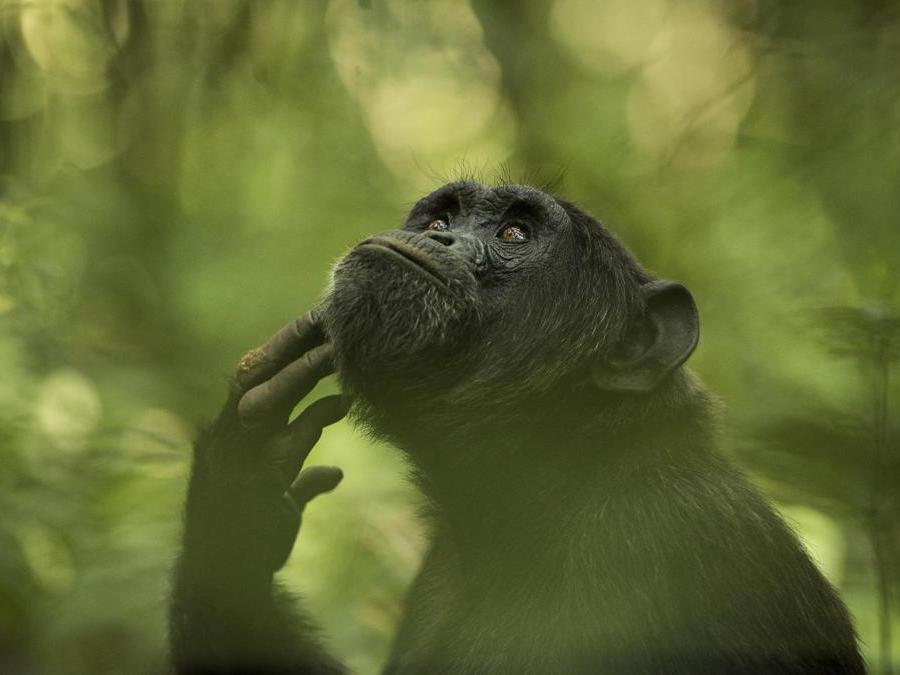 Image Name: The Thinker. Photographer Name: Ingrid Vekemans. Year: 2018. Copyright: © Ingrid Vekemans, Winner, Belgium National Award, 2018 Sony World Photography Awards