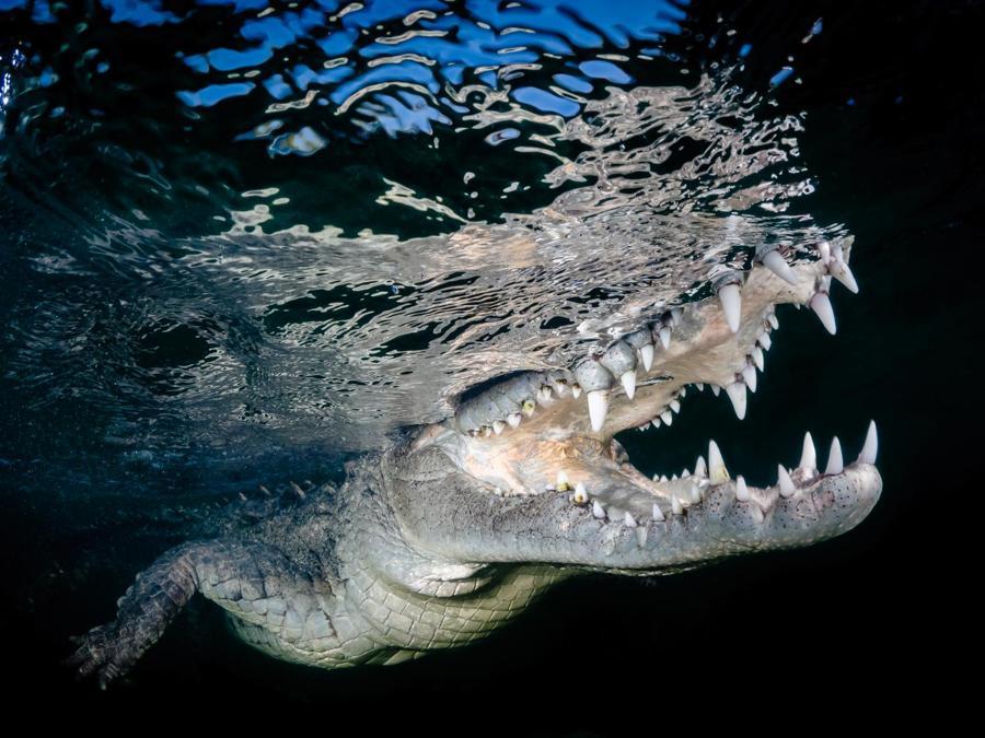 Image Name: American Crocodile. Photographer Name: Lynn Wu. Year: 2018. Copyright: © Lynn Wu, Taiwan Region, Commended, Open Wildlife and Winner, Taiwan National Award, 2018 Sony World Photography Awards
