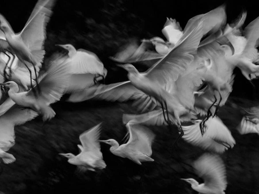 Image Name: The Flock. Photographer Name: Damith Osuranga Danthanarayana. Year: 2018. Copyright: © Damith Osuranga Danthanarayana, Sri Lanka, Commended, Open Motion and 2nd Place, Sri Lanka National Award, 2018 Sony World Photography Awards