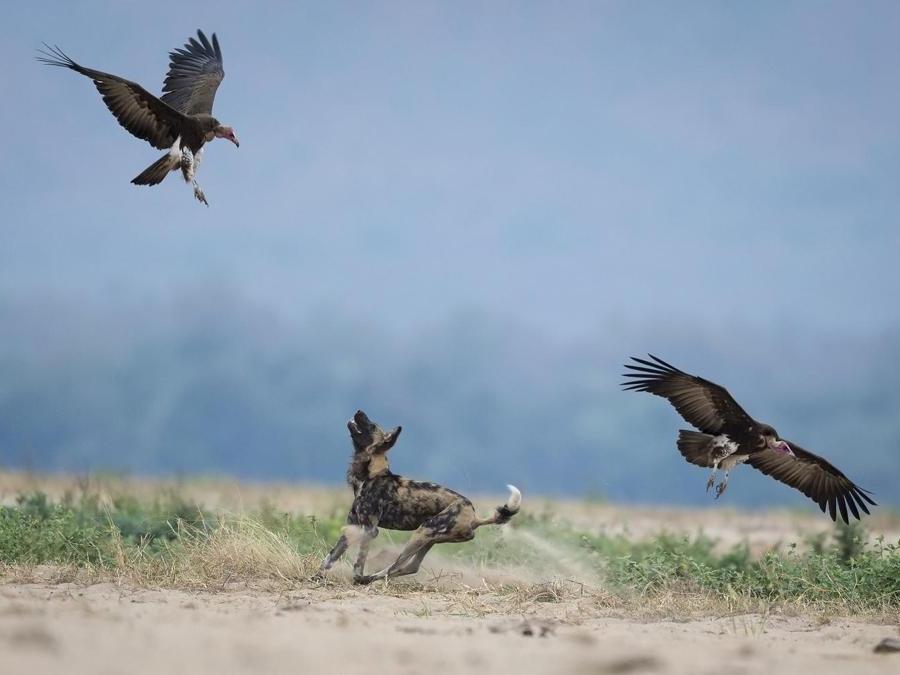 Image Name: Painted Dogs and Vultures. Photographer Name: Lennart Hessel. Year: 2018. Copyright: © Lennart Hessel, Winner, Sweden National Award, 2018 Sony World Photography Awards