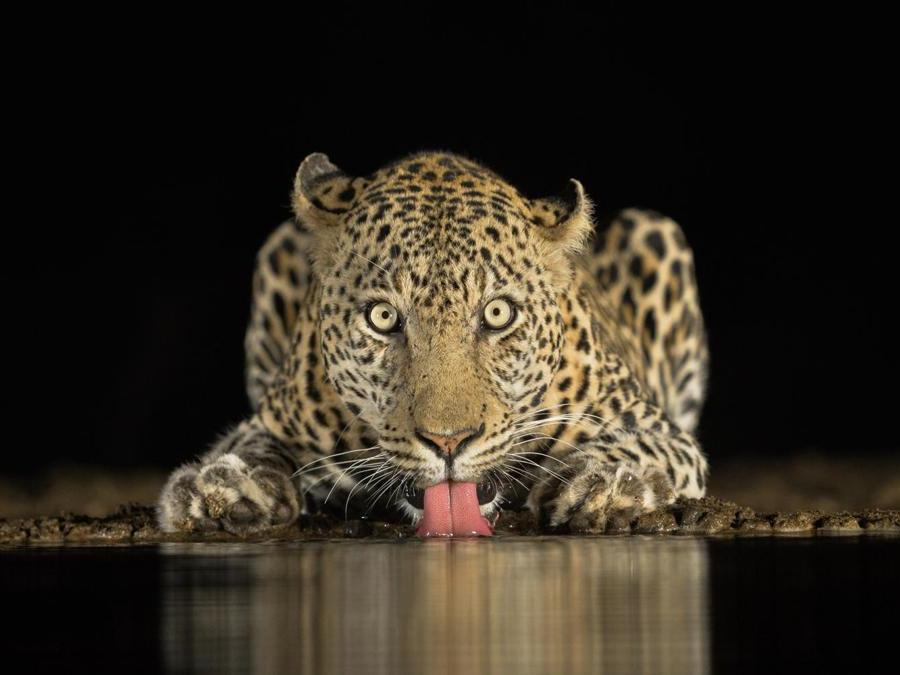 Image Name: Eye to Eye. Photographer Name: Brendon Cremer. Year: 2018. Copyright: © Brendon Cremer, South Africa, Commended, Open Wildlife and Winner, South Africa National Award, 2018 Sony World Photography Awards
