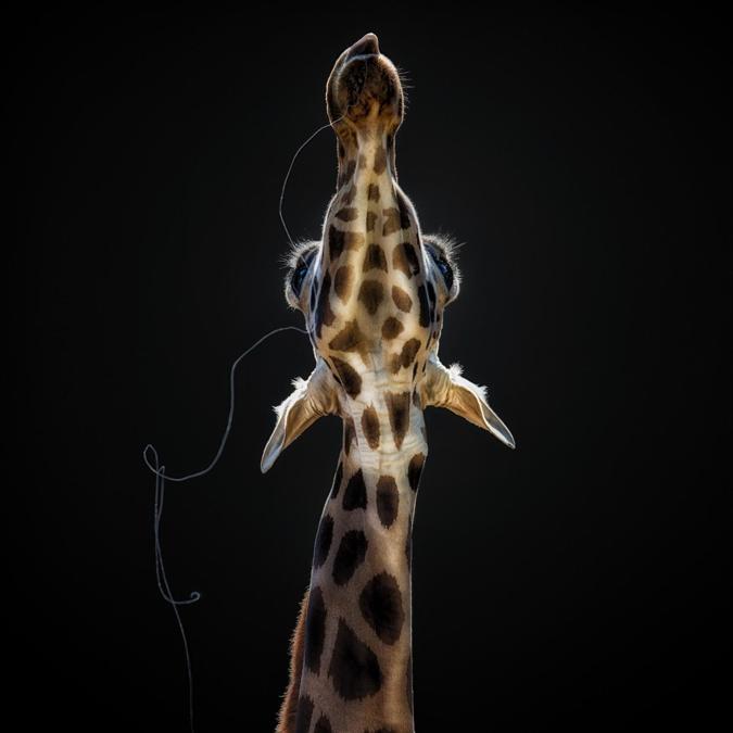 Image Name: Salivating Giraffe. Photographer Name: Pedro Jarque Krebs. Year: 2018. Copyright: © Pedro Jarque Krebs, Peru, Shortlist, Open Wildlife and Winner, Peru National Award, 2018 Sony World Photography Awards