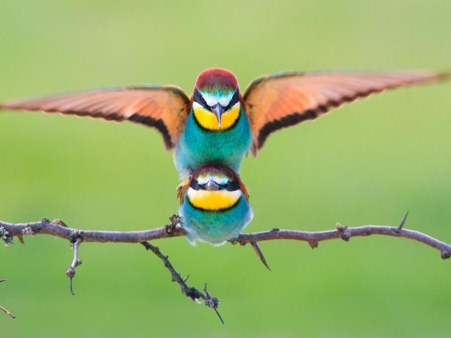 Image Name: Beeaters mating. Photographer Name: Petar Sabol. Year: 2018. Copyright: © Petar Sabol, Croatia, Shortlist, Open Wildlife and Winner, Croatia National Award, 2018 Sony World Photography Awards