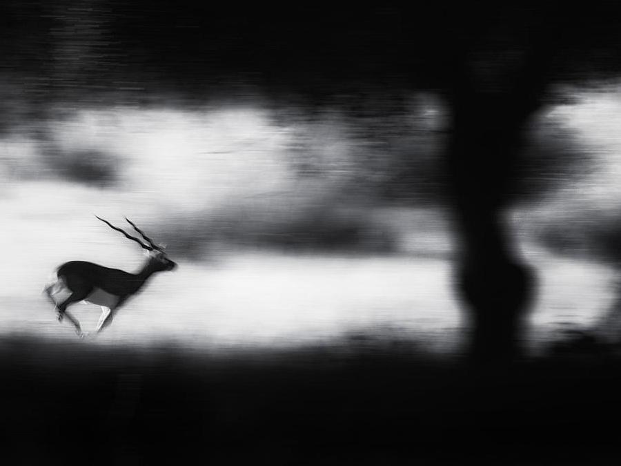 Image Name: Predator Alert. Photographer Name: Swapnil Deshpande. Year: 2018. Copyright: © Swapnil Deshpande, India, Shortlist, Open Wildlife and Winner, India National Award, 2018 Sony World Photography Awards