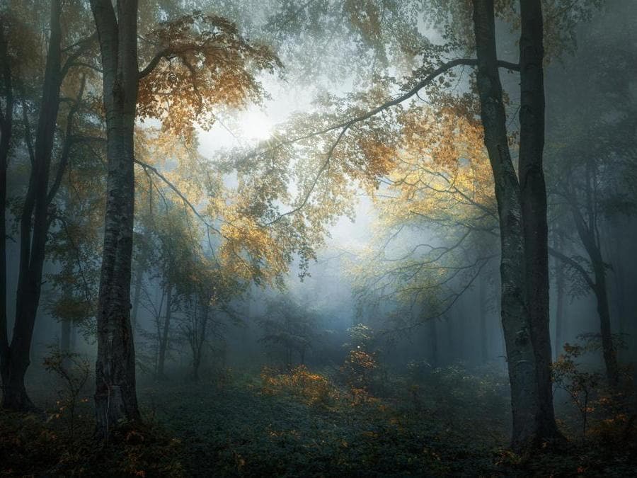 Image Name: Early Autumn. Photographer Name: Veselin Atanasov. Year: 2018. Copyright: © Veselin Atanasov, Winner, Open Landscape & Nature and Winner, Bulgaria National Award, 2018 Sony World Photography Awards
