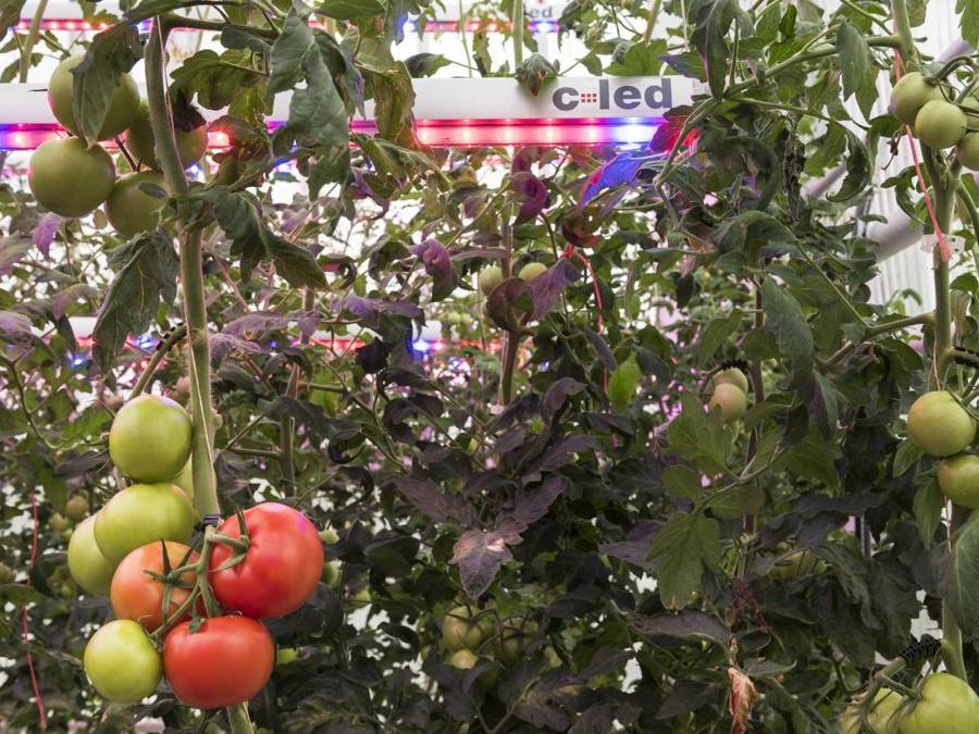 La luce LED migliora i parametri fisico-chimici e i composti antiossidanti  del pomodoro in serra - News - Silvio Fritegotto