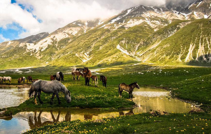 Altopiano di Campo Imperatore, Gran sasso, Abruzzo (in realtà anche da aprile): la straordinaria flora. Quella rupicola popola ghiaioni e fessure rocciose con gli eleganti papaveri alpini (Papaver degenii e Papaver julicum), la rara stella alpina dell'Appennino (Leontopodium nivale) il genepì (Artemisia umbelliformis subsp. eriantha). Numerosi altri fiori rari e specie uniche popolano questo ambiente montano, collaborando con fiori meno inusuali alle straordinarie e spettacolari fioriture che in primavera ed estate accendono di colore le infinite praterie: i primi crochi (Crocus albiflorus) insieme a Scilla bifolia e Gagea fistulosa; il timo, i trifogli, i ranuncoli, gli anemoni, le pulsatille, le genziane e specie inusuali come la Valeriana tuberosa o le orchidee spontanee quando la stagione si fa più calda e verdeggiante. Tra le numerose specie endemiche si può ricordare Cynoglossum magellense, Saxifraga porophylla e la Viola eugeniae subsp. eugeniae, esclusiva dell'Appennino, dal portamento minuto ma dall'esuberante fioritura, capace di ricoprire prati interi per chilometri e chilometri.
