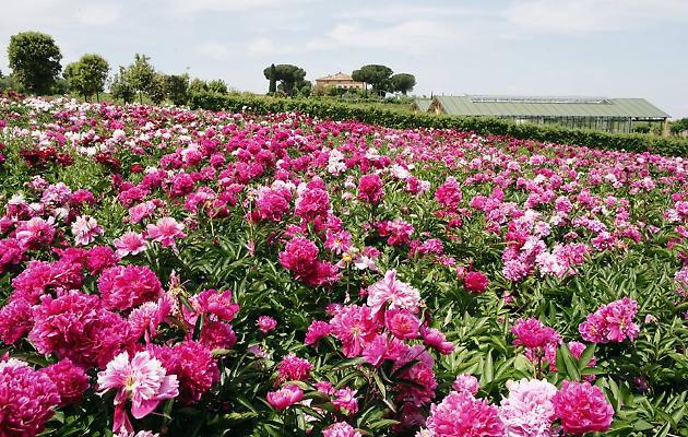 LAZIO: Centro Botanico Moutan a Vitorchiano (VT): un'intera collina sulla quale crescono migliaia di peone cinesi