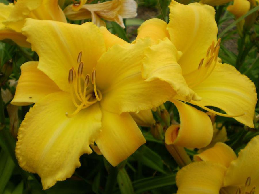 SARDEGNA: Giardino-vivaio I Campi, Milis, Oristano: il vivaio è specializzato nella produzione di Hemerocallis, erbacee perenni, graminacee e altre piante adatte ai giardini aridi o che richiedono il minimo di annaffiatura. Il giardino è invece strutturato per essere un'esposizione di tutte le piante in produzione, che sono scelte per il clima mediterraneo e in particolar modo per quello sardo, molto piovoso in inverno e caldo e siccitoso in estate.è noto per la collezione di Hemerocallis: ibridi moderni e rifiorenti, specie botaniche e varietà antiche. Offre inoltre una collezione di piante mediterranee insolite, piante per giardini aridi particolarmente indicate in Sardegna.