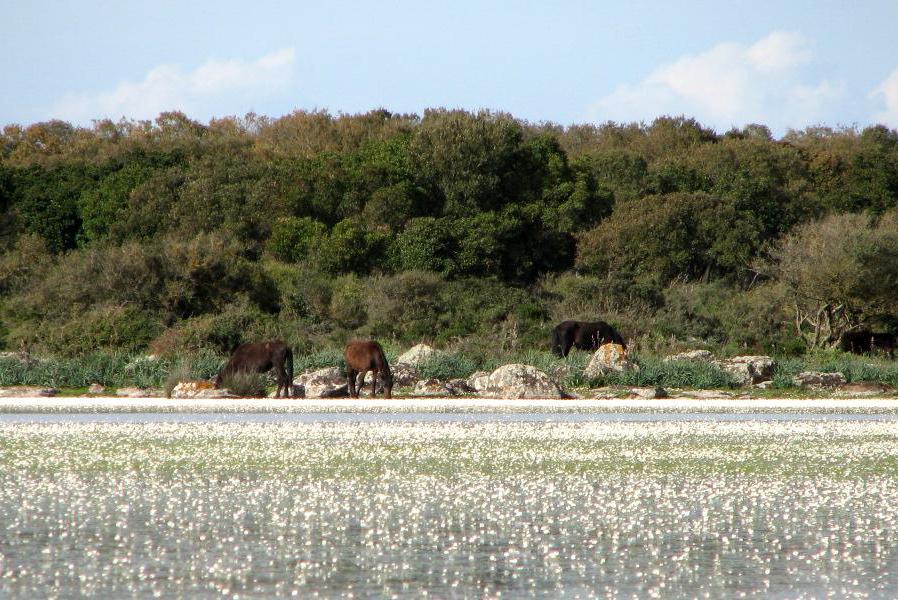 SARDEGNA: Parco Guarda di Gesturi e i cavallini selvatici, a Tuili (VS): all'interno del Parco della Giara di Gesturi vivono i cavallini della Giara, tipica razza sarda che viene da un incrocio tra il cavallo normale e il pony. Per questo, la loro caratteristica principale è la bassa statura, al massimo un metro e venti di altezza, che si è adattata perfettamente all'ambiente che li circonda, un altopiano con cibo e acqua abbondanti in inverno e primavera, scarsi in estate e autunno. Vivono allo stato brado, ma di tutta la Sardegna è possibile osservarli solo in quest'area dell'isola. Il loro ambiente di vita è caratterizzato da una vegetazione ricca della macchia mediterranea, con specie botaniche autoctone, lecci (Quercus ilex) e quercia da sughero (Quercus suber).