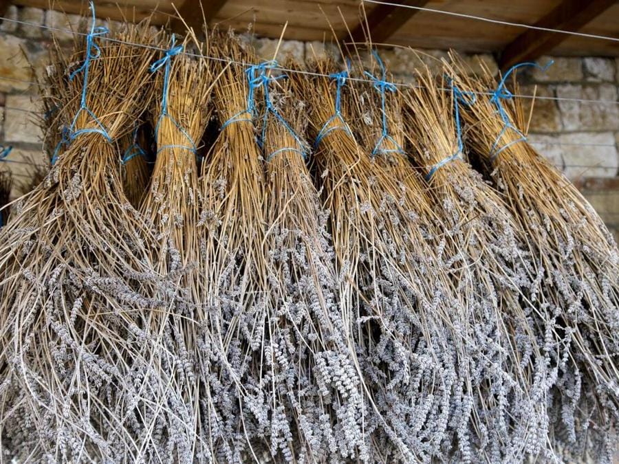 Fiori di lavanda coltivati nei campi della tenuta con metodo biologico ed essiccati con metodi naturali. Nella tenuta si producono anche pasta, miele, sale, legumi e cereali, confetture e creme, pane, cosmetici