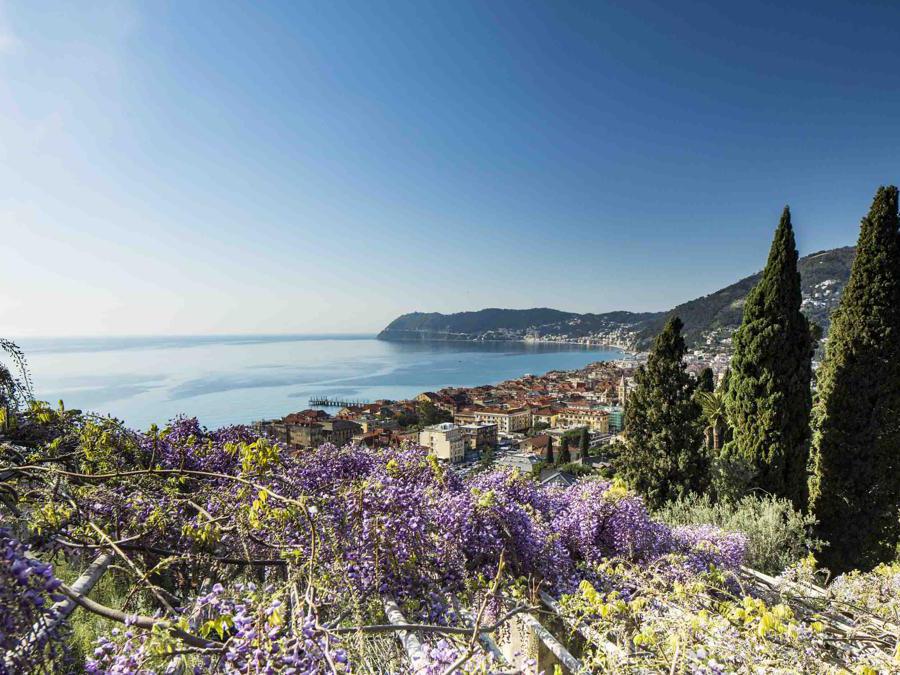Villa della Pergola, Alassio (Savona) - Sabato 23 marzo riaprono al pubblico i giardini “inglesi” di Villa della Pergola ad Alassio con le prime fioriture della collezione dei glicini (wisteria sinensis), più di 35 varietà diverse per forme e colori. Le visite guidate si tengono tutti i fine settimana su prenotazione e in settimana per gruppi. A questo fiore è dedicato anche il laboratorio “Profumo di glicine”, in programma il 13 e 14 aprile. 