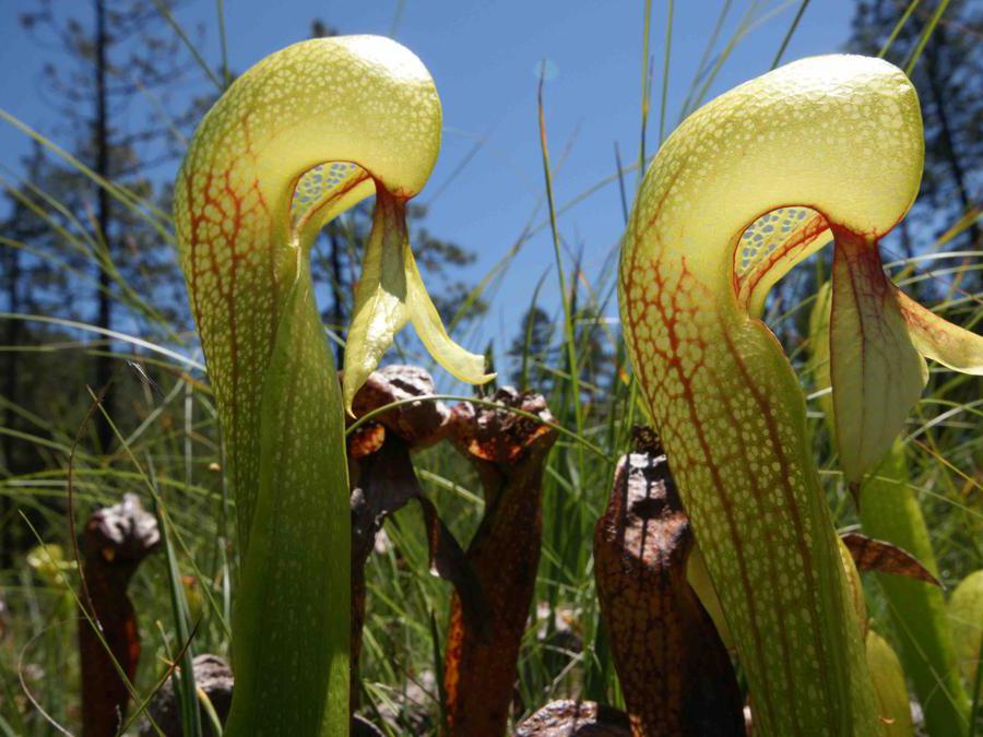 Castel Trauttmansdorff, Merano - La mostra temporanea per la stagione 2019 (1 aprile - 15 novembre) dei Giardini di Castel Trauttmansdorff sarà dedicata alle piante carnivore, specie botaniche che per rispondere alla mancanza di nutrienti del proprio habitat si sono adattate ad assorbire le sostanze nutritive di cui necessitano dalla digestione delle proteine degli animali (Photo: Giardini di Castel Trauttmansdorff.)