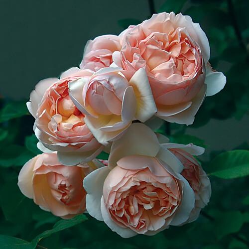 Le rose di Nicola Cavina, Firenze - Il 22 marzo alle ore 9 riaprirà il vivaio celebre per la sua collezione di rose e la sera del 23 anche musica al tramonto