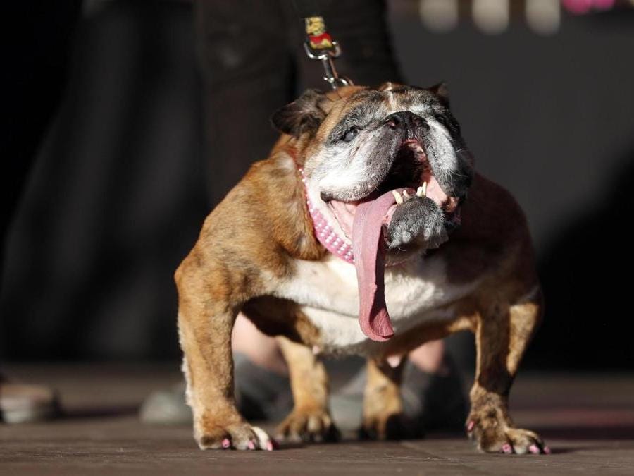 È Tsa Tsa il cane più brutto del mondo Il Sole 24 ORE È Tsa Tsa il cane più brutto del mondo Il Sole 24 ORE