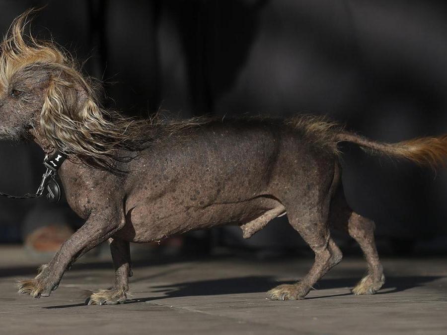Qual è L Animale Più Brutto Del Mondo