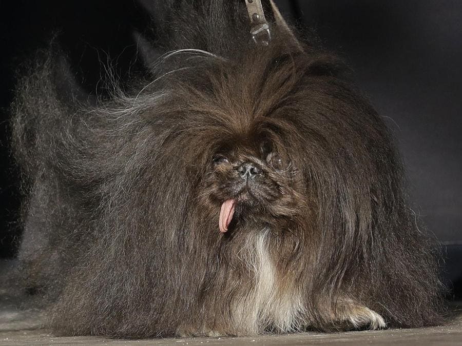 Qual è Il Cane Più Brutto Del Mondo