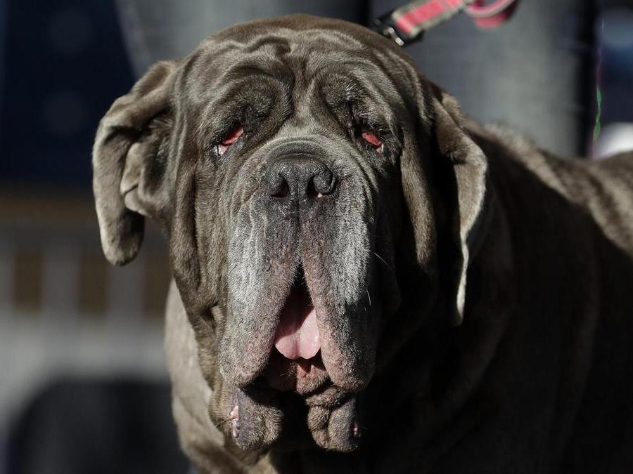 È Tsa Tsa il cane più brutto del mondo Il Sole 24 ORE