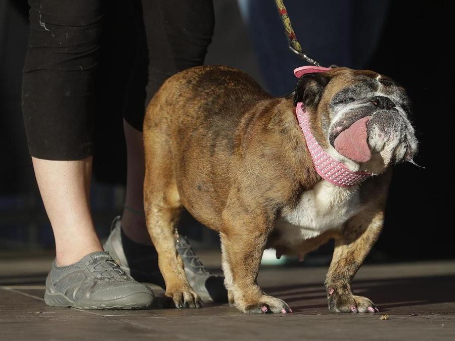 Qual è Il Cane Più Brutto Del Mondo