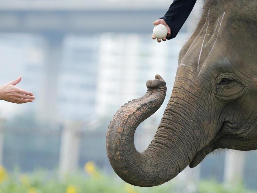 L’arbitro chiede la palla durante la partita  dell’annuale  King's Cup Elephant Polo Tournament a Bangkok. (REUTERS)