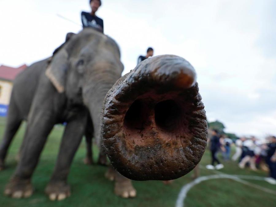 Elefanti in un momento di pausa. (REUTERS)
